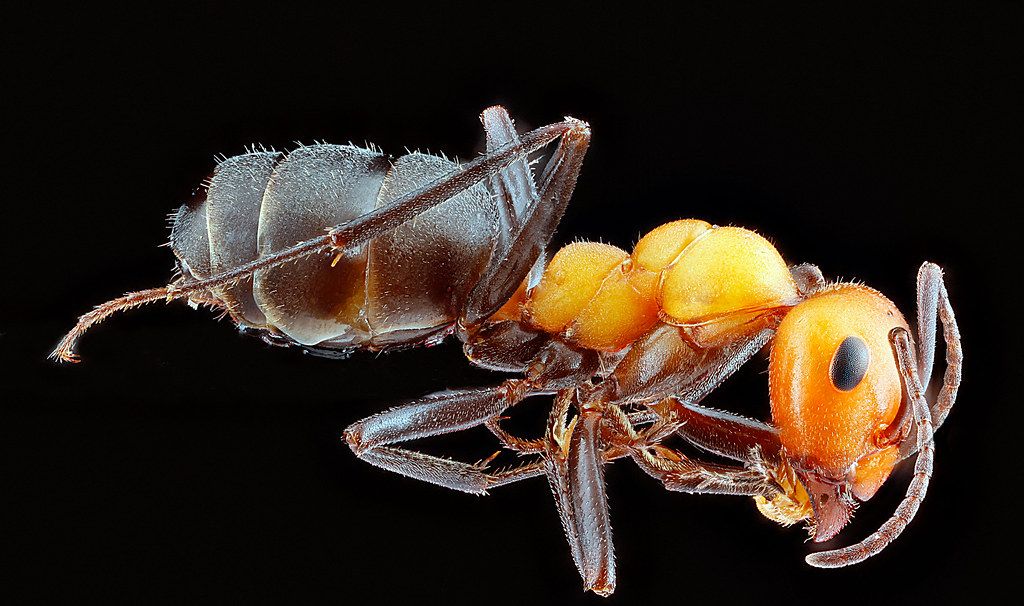 Ant Control service in San Francisco, CA