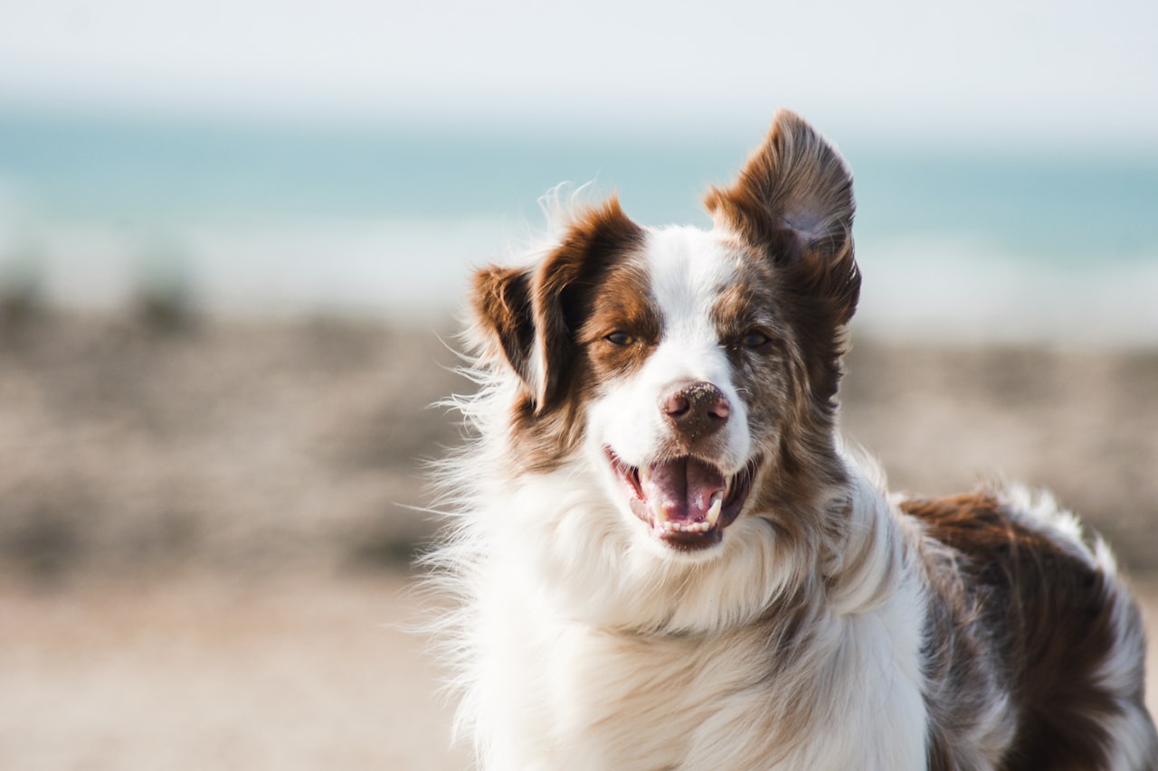 Flea & Tick Control service in San Francisco, CA