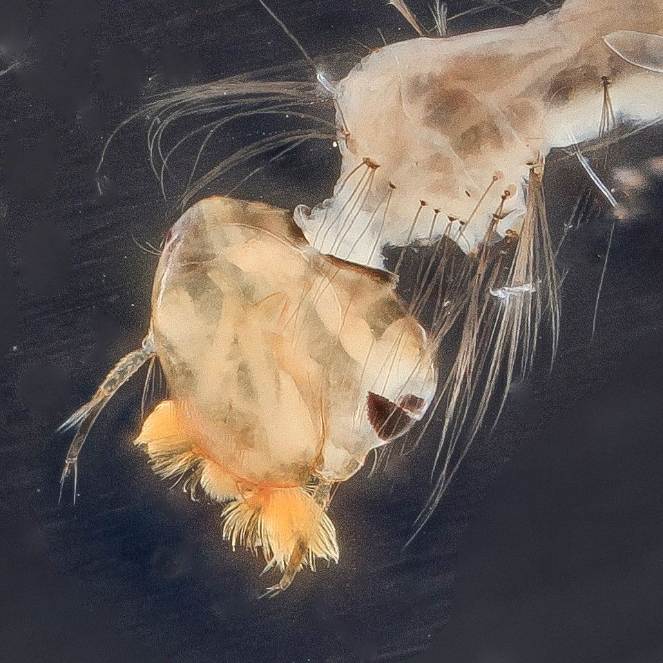 Mosquito Control service in San Francisco, CA
