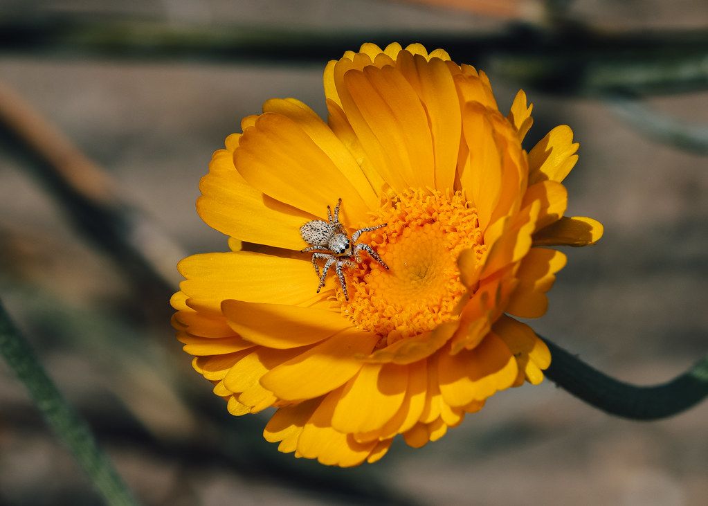 Spider Control service in San Francisco, CA
